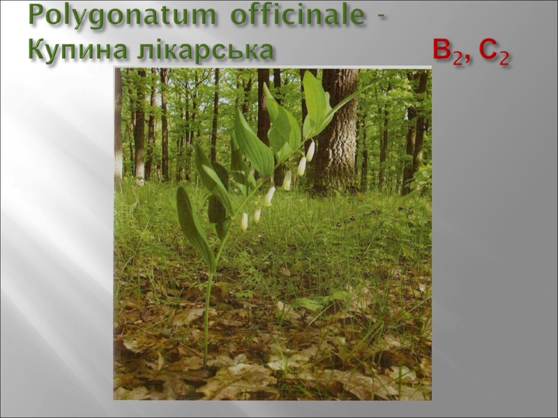 Polygonatum officinale -  Купина лікарська        